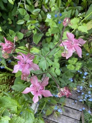 Aquilegia vulgaris