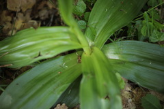 Orchis purpurea