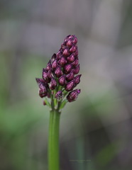 Orchis purpurea