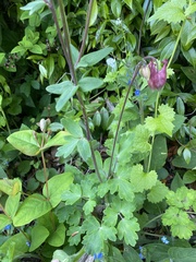 Aquilegia vulgaris