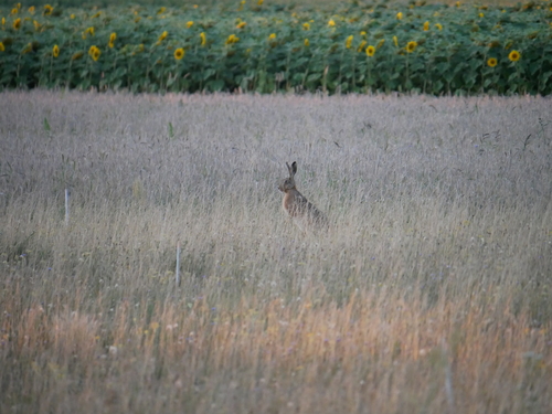 Brown Hare