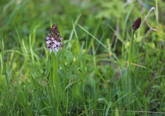 Orchis purpurea
