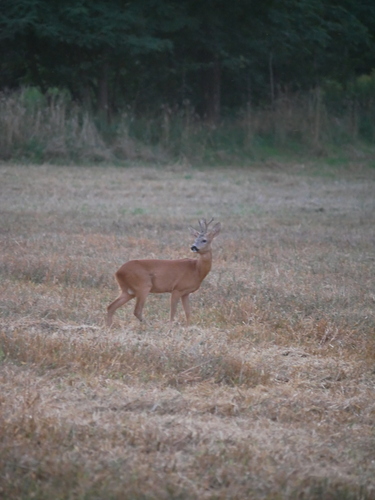 Western Roe Deer