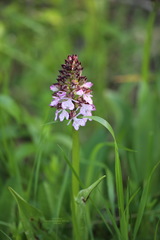 Orchis purpurea