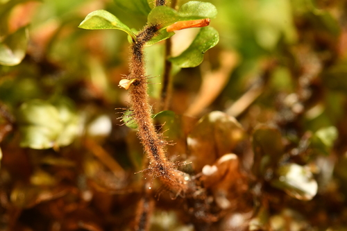Rhizomnium pseudopunctatum observed 2026-08-05