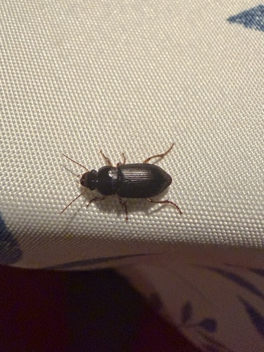 Harpalus griseus