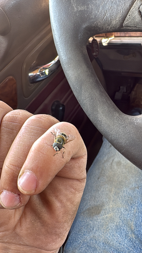 Yellow-shouldered Drone Fly