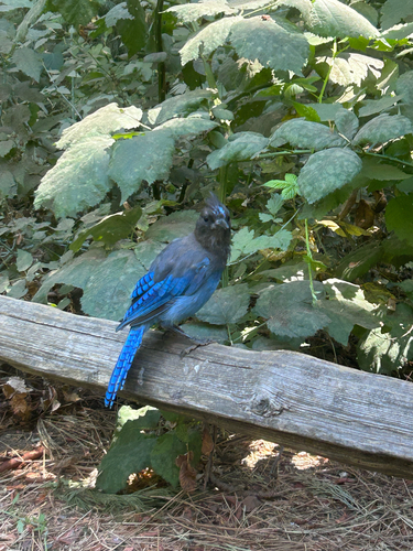 iNaturalist observation photo of Steller's Jay