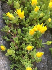 Delosperma nubigenum