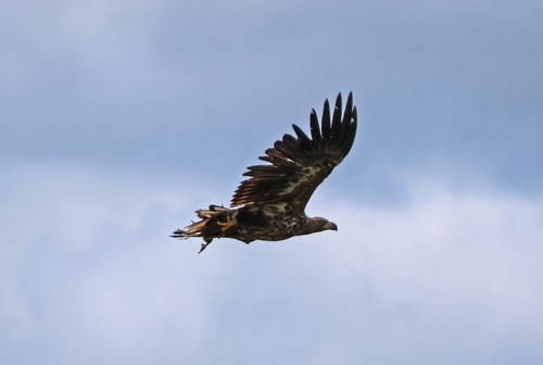 White-tailed Eagle