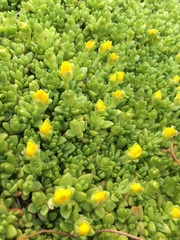 Delosperma nubigenum