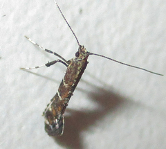 Aspilapteryx pentaplaca