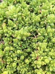 Delosperma nubigenum