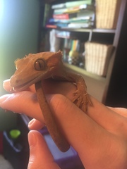 Correlophus