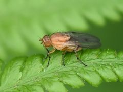 Minettia inusta