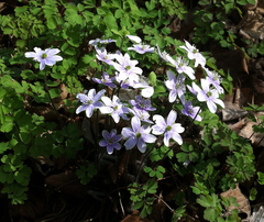 Hepatica acutiloba