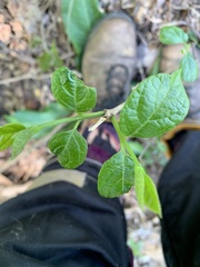 Calycanthus floridus
