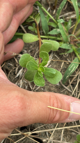 Common Purslane