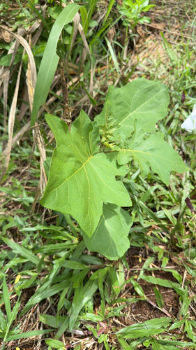 Solanum torvum observed 2026-08-04