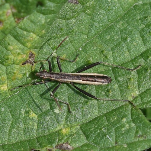 Micrelytra fossularum
