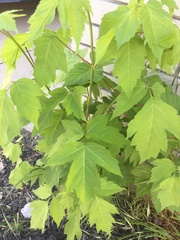Acer negundo