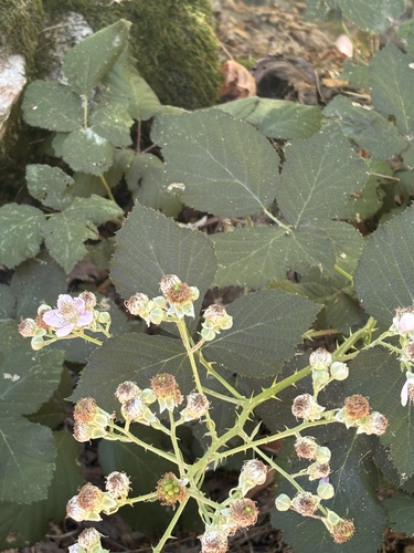 Armenian Blackberry seen in Sonoma Valley