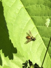Chloromyia