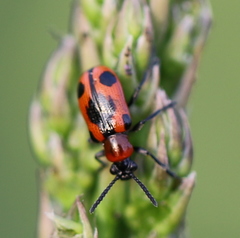 Crioceris quinquepunctata