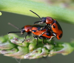 Crioceris quinquepunctata