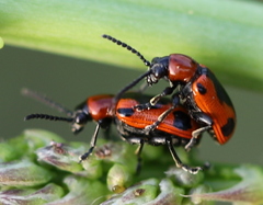 Crioceris quinquepunctata