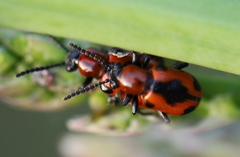 Crioceris quinquepunctata