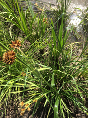 Rhynchospora glomerata