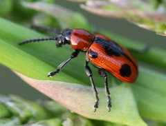 Crioceris quinquepunctata