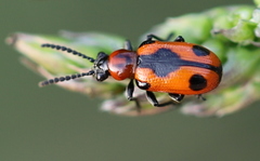 Crioceris quinquepunctata