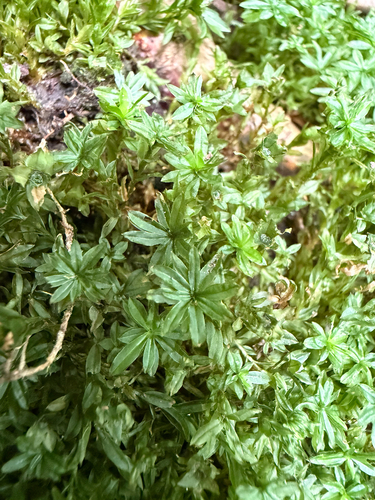 Atrichum crispum observed 2026-08-05