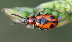 Crioceris quinquepunctata