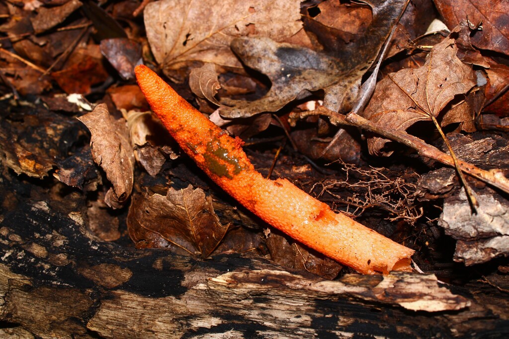 devil's dipstick · August 2026 · photo: Photo: (c) Dominic, some rights reserved (CC BY) · iNaturalist