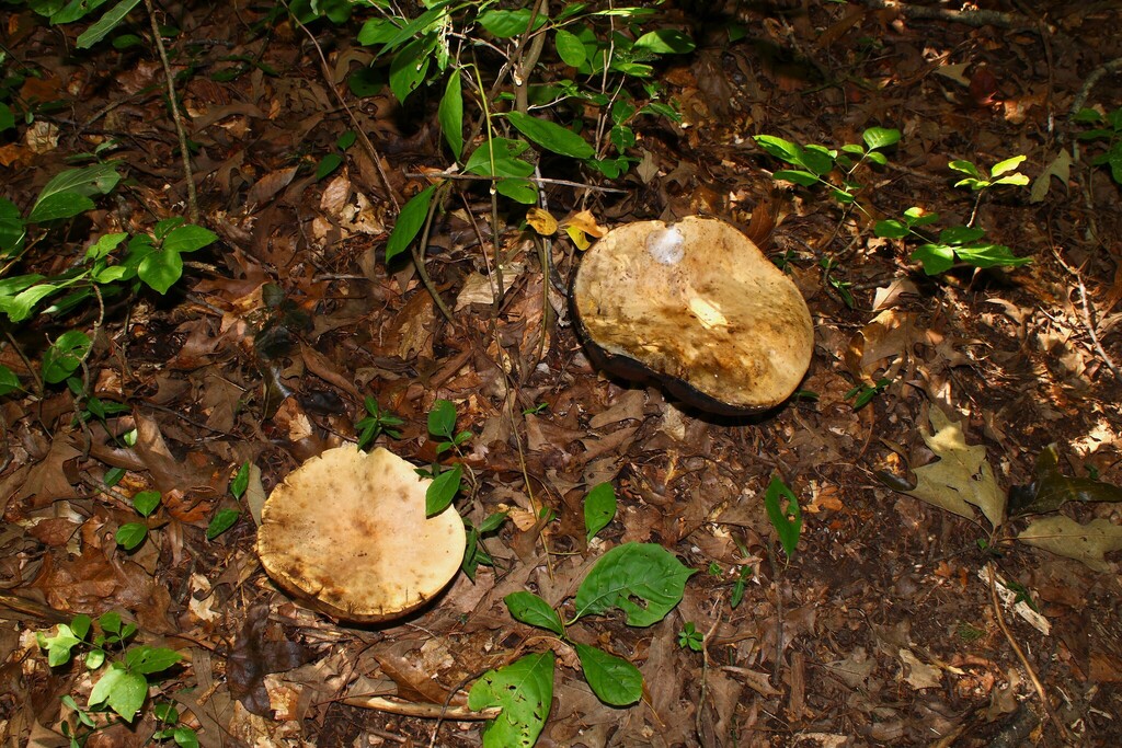 Caloboletus firmus
