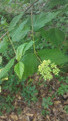 Viburnum scabrellum