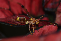 Polistes stigma tamulus