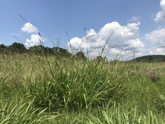 Tripsacum dactyloides