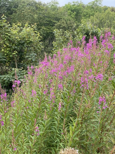 fireweed