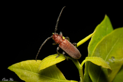 Pseudanaesthetis rufipennis