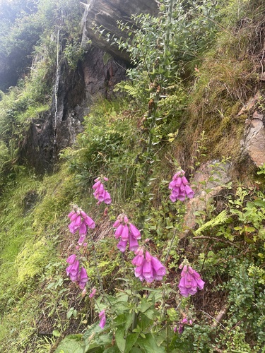 purple foxglove