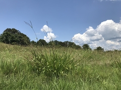 Tripsacum dactyloides