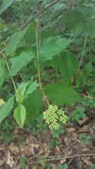 Viburnum scabrellum