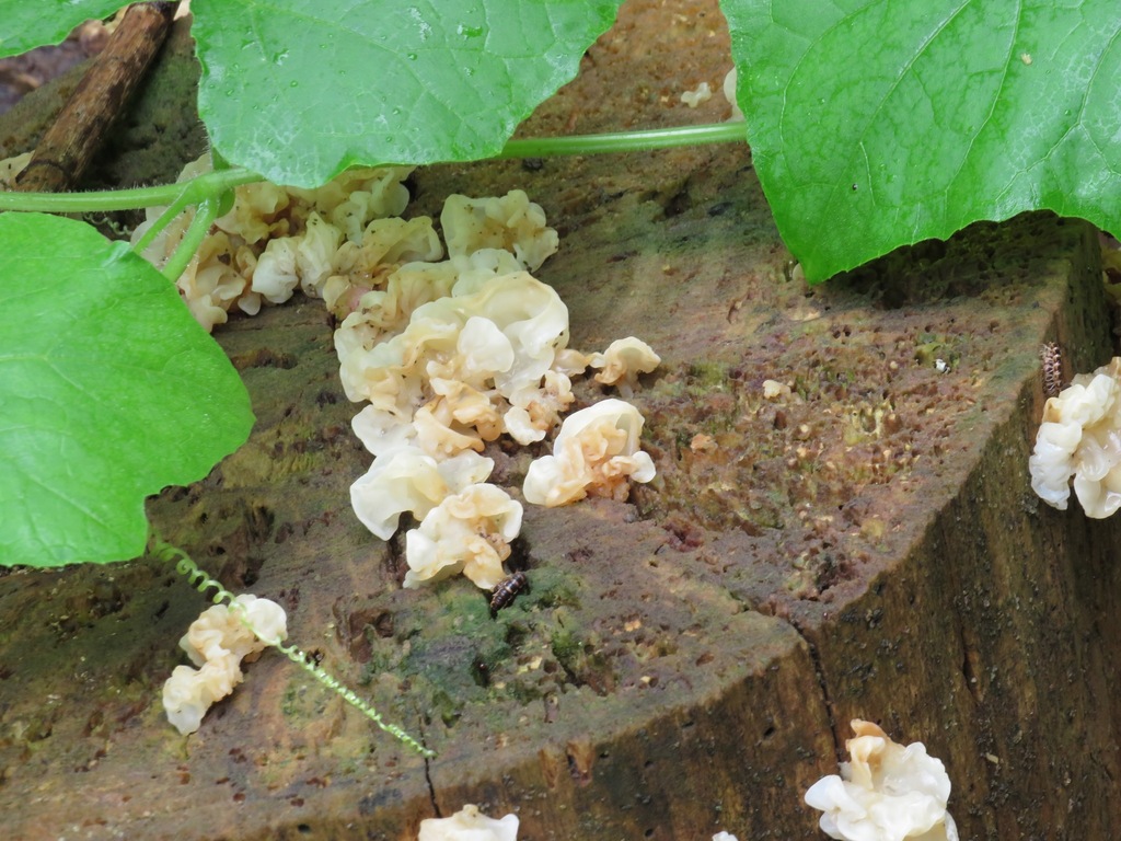 white jelly fungus · August 2026 · photo: Photo: (c) toad-wife, some rights reserved (CC BY) · iNaturalist
