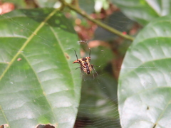 Micrathena acuta