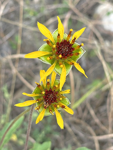 Tetragonotheca texana, 2026-08-05