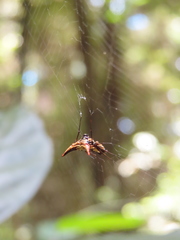 Micrathena acuta